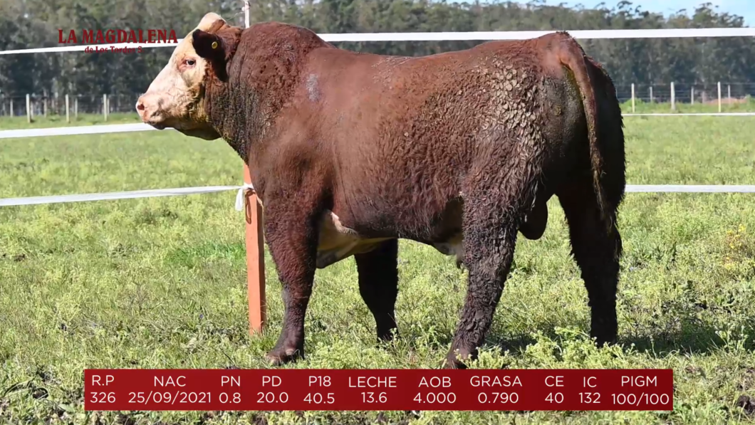 Lote Brete 8 - Polled Hereford