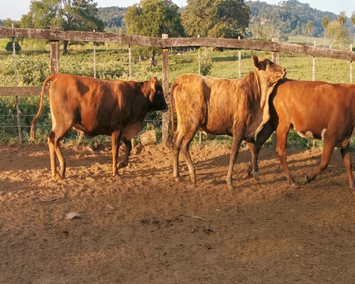 Lote Vaquillas