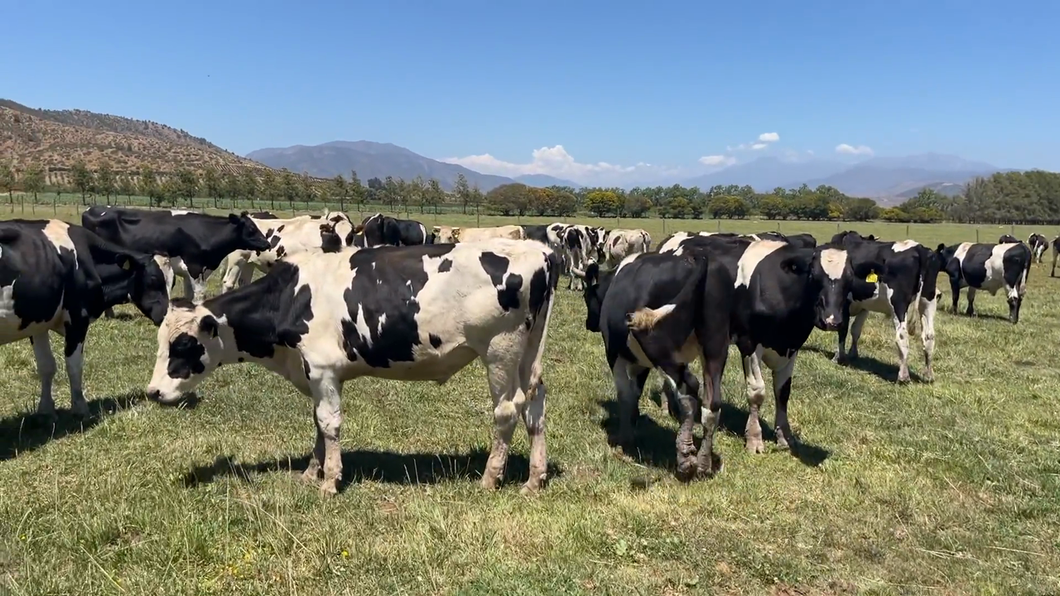 Lote 150 Novillo Engorda en Melipilla, Región Metropolitana