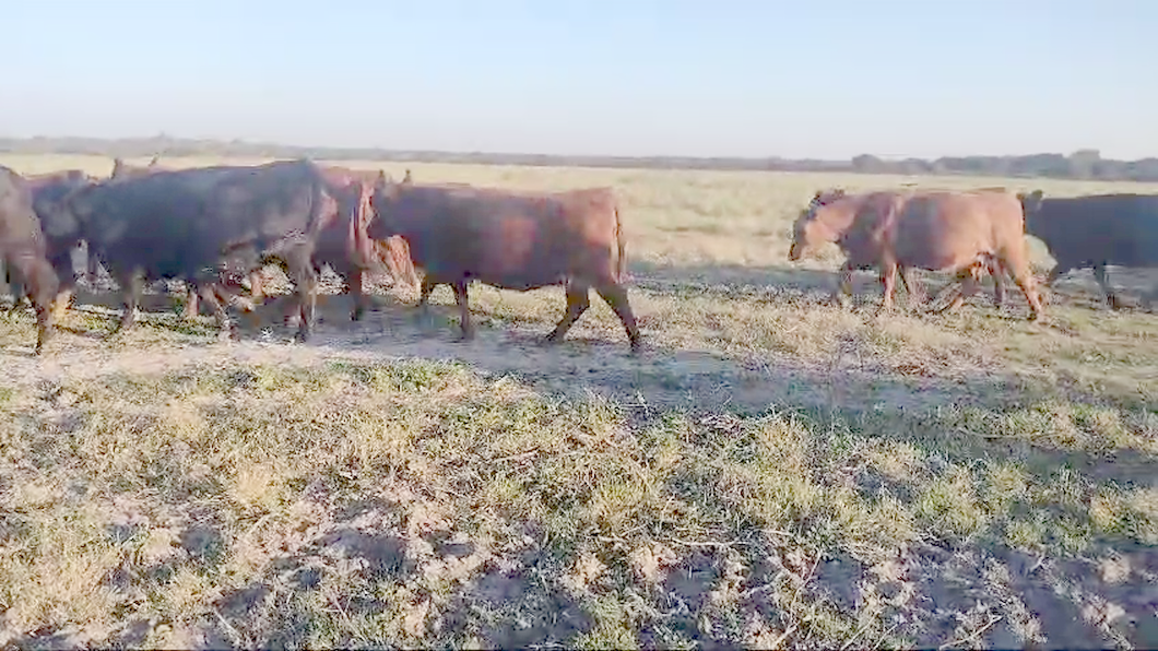 Lote 50 Vacas nuevas C/ cria en Entre Ríos, San José de Feliciano