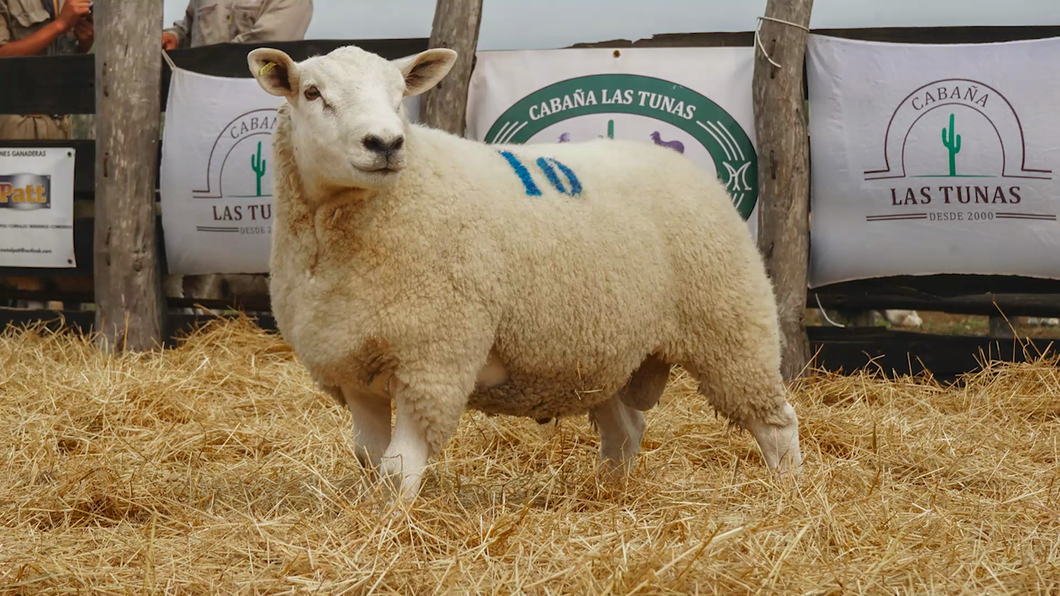 Lote TEXEL MACHO