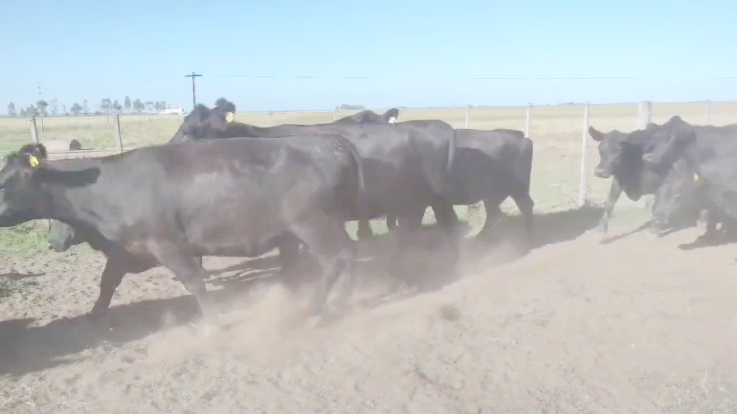 Lote 32 Vacas nuevas C/ gtia de preñez