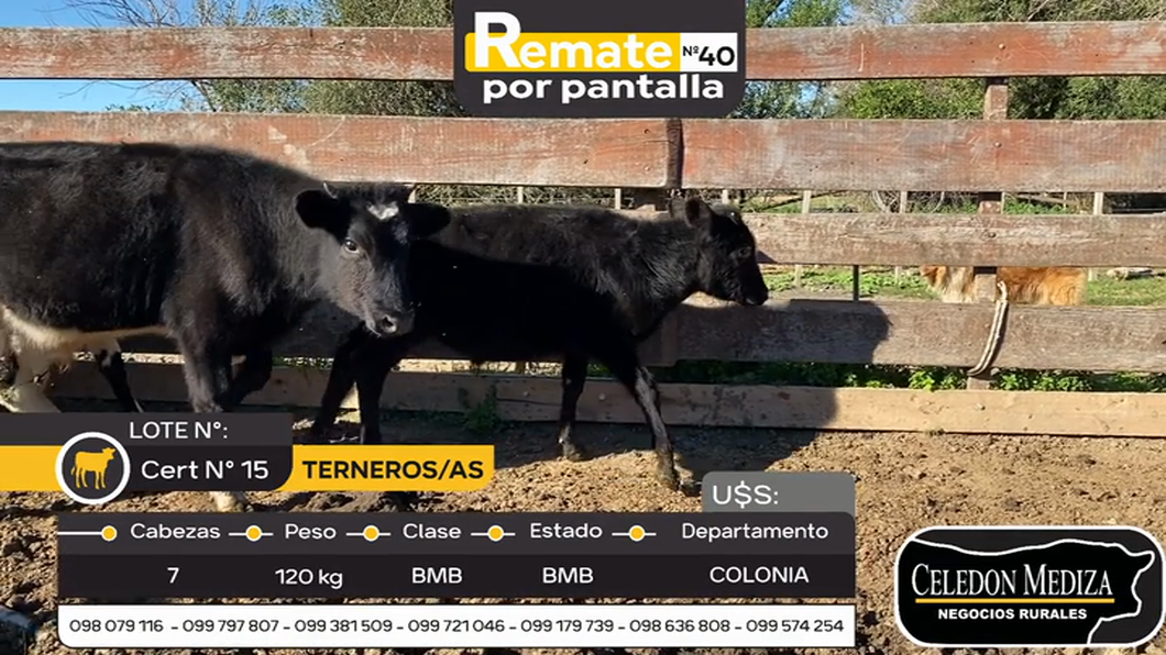 Lote 7 Terneros y Terneras en Artilleros, Colonia