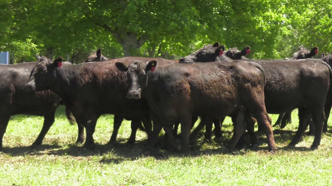 Lote 15 Vacas nuevas C/ gtia de preñez en Udaondo, Buenos Aires