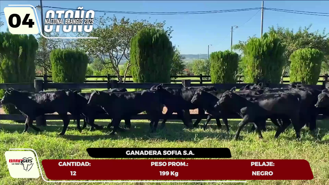 Lote LOTE 4