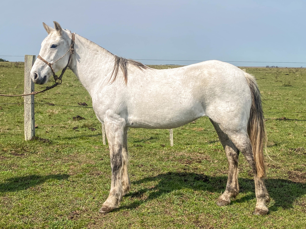 Lote PINTA LA GARRAPATA