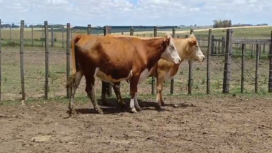Lote VACAS DE INVERNADA