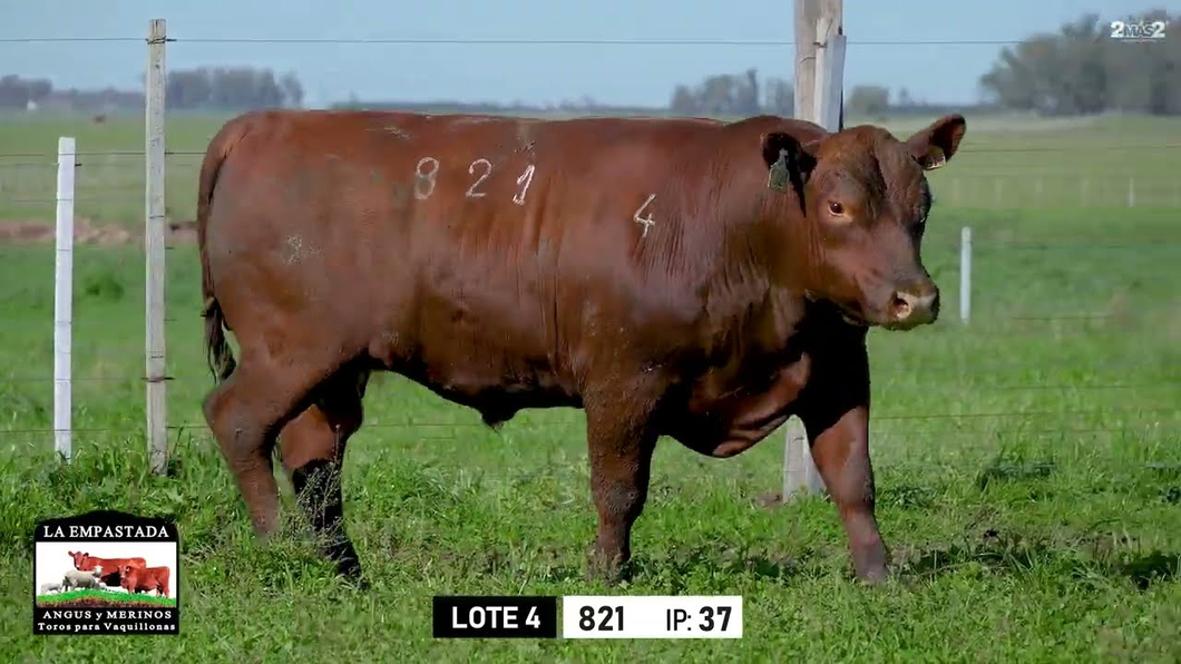 Lote Toros a remate en Toros para Vaquillonas - La Empastada, Durazno