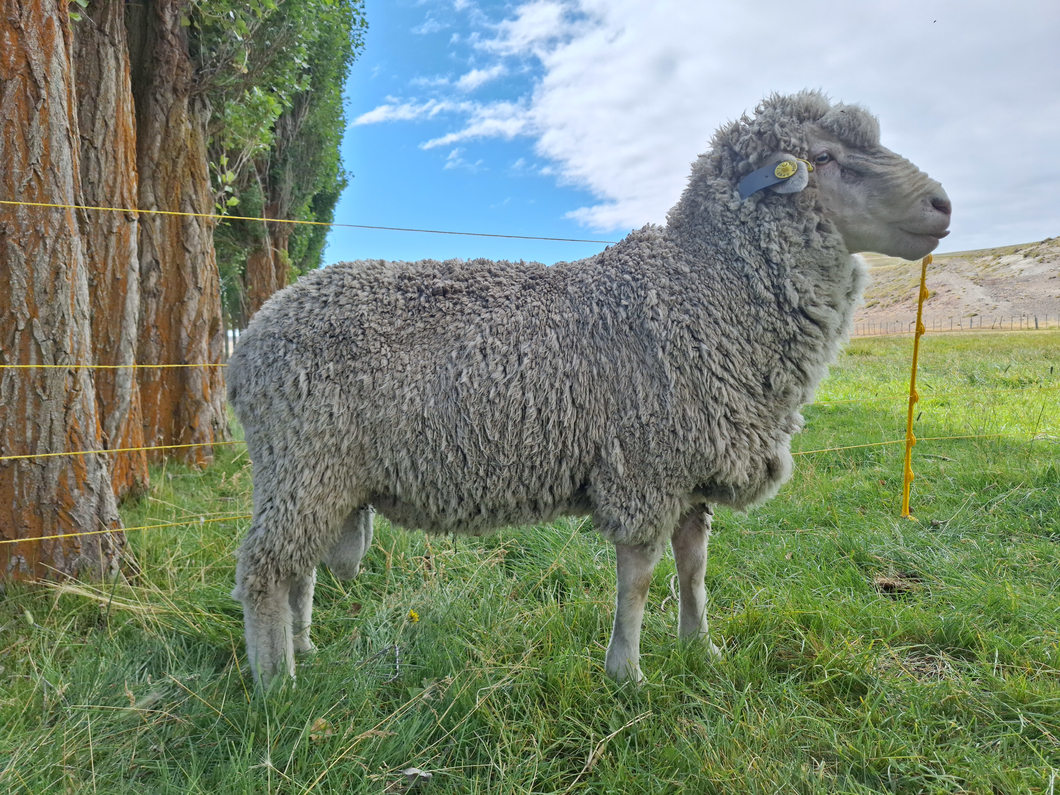 Lote Carnero TOP A, 21-1340