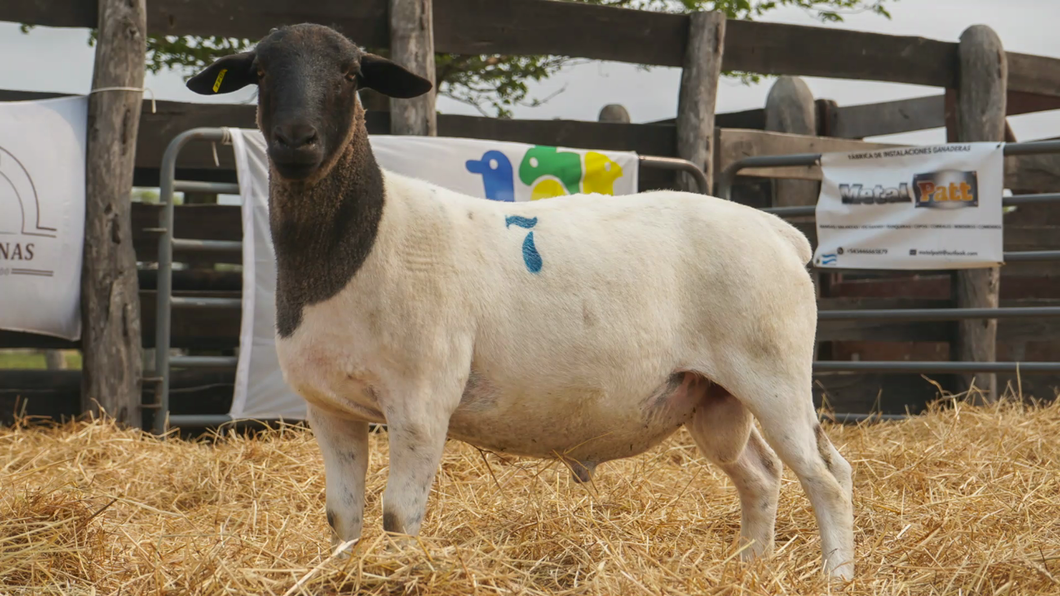 Lote DORPER MACHO