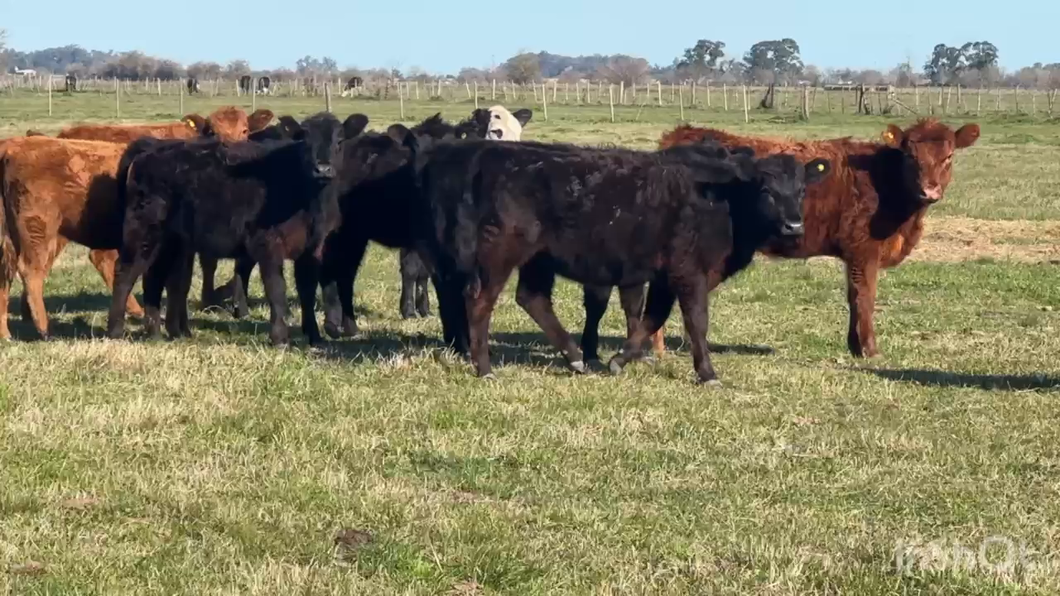 Lote 59 Terneras en La Plata, Buenos Aires