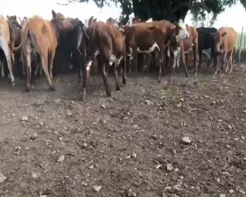 Lote 56 Vacas preñadas en Artigas