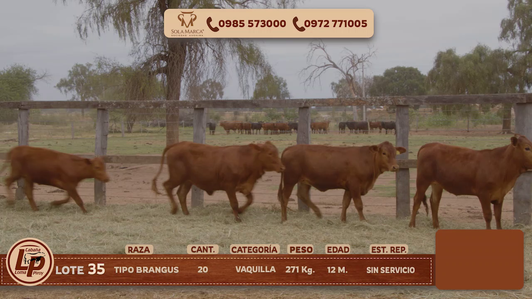 Lote VAQUILLAS
