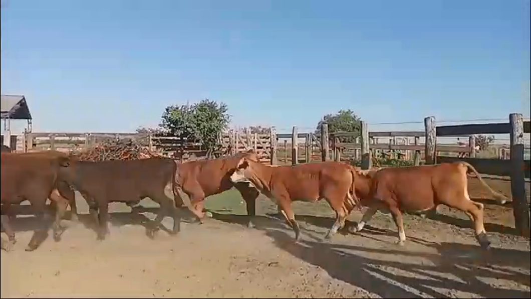 Lote 120 Terneros