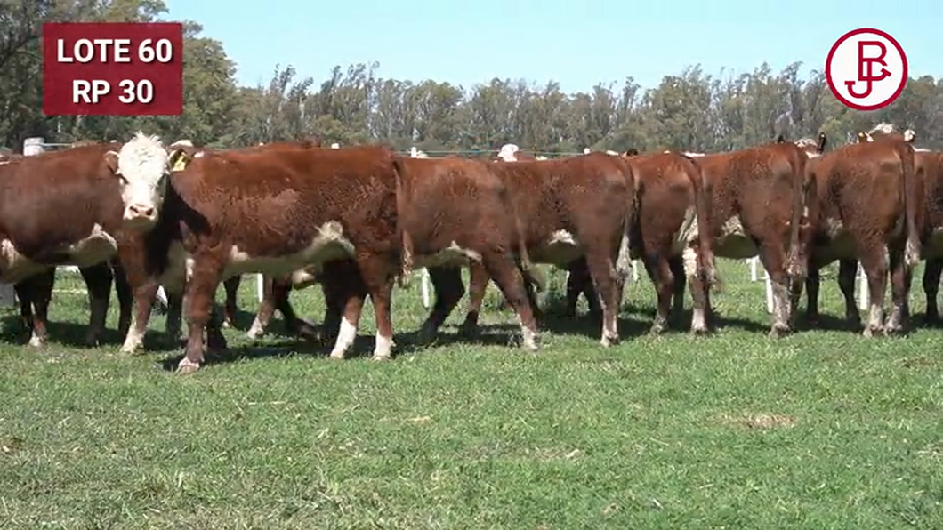 Lote VAQUILLONAS PREÑADAS Polled Hereford -PARICION OTOÑO 2024-