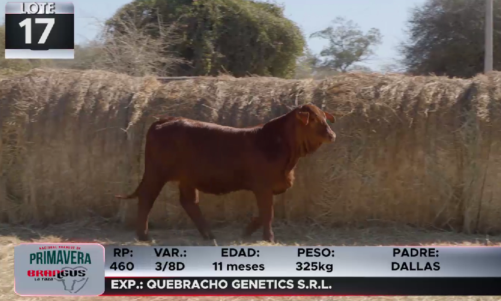 Lote LOTE 17