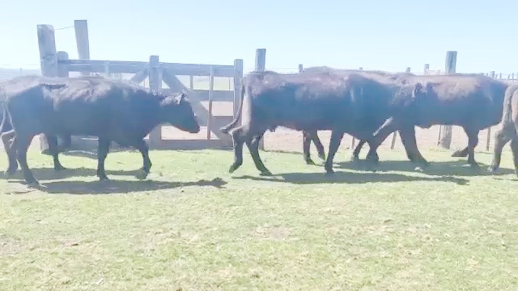 Lote (Vendido)44 Piezas de cría 10 son cruzas careta el resto Angus a remate en Expo Paysandú 320kg -  en Paso del Horno