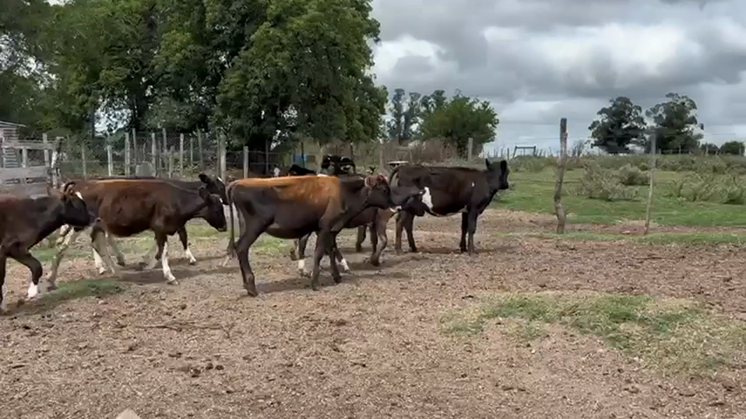 Lote (Vendido)7 Terneras Holando Holando y Cruza a remate en 10° Entre Martillos  140kg -  en Juan Soler