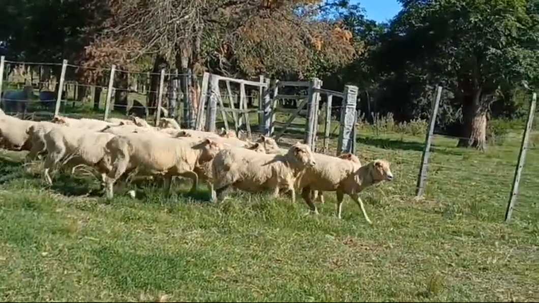 Lote 25 Ovejas a remate en #42 Pantalla Carmelo  40kg -  en COSTAS DEL ROSARIO