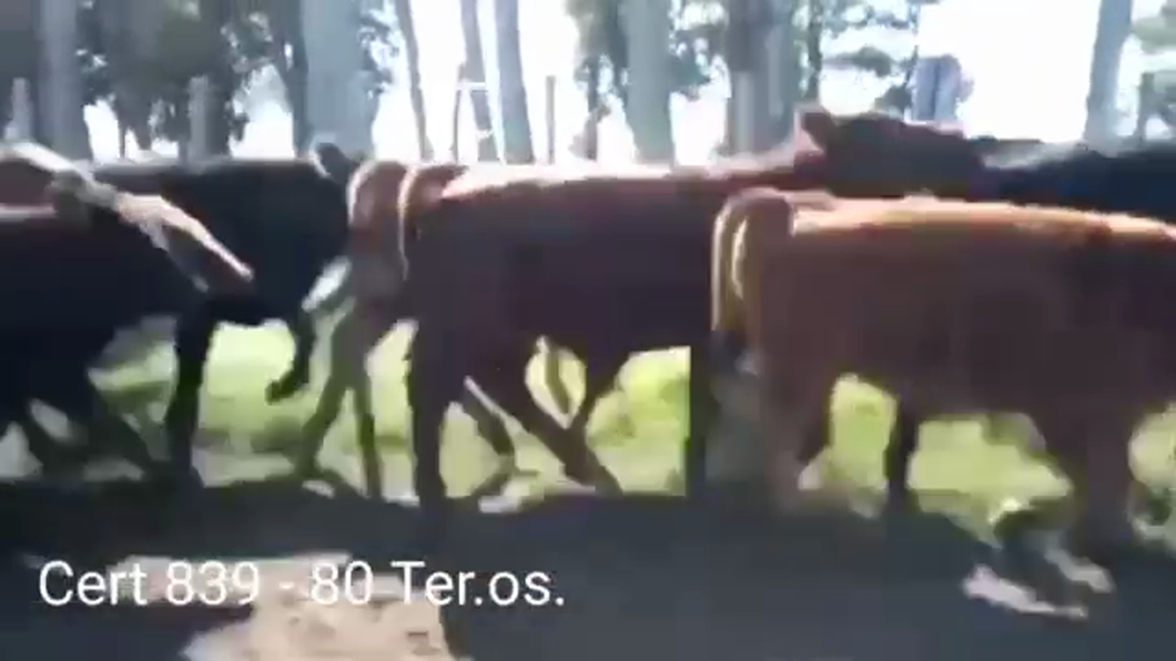 Lote TERNEROS