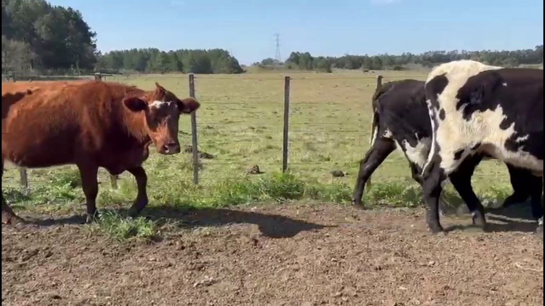 Lote VACAS ENTORADAS