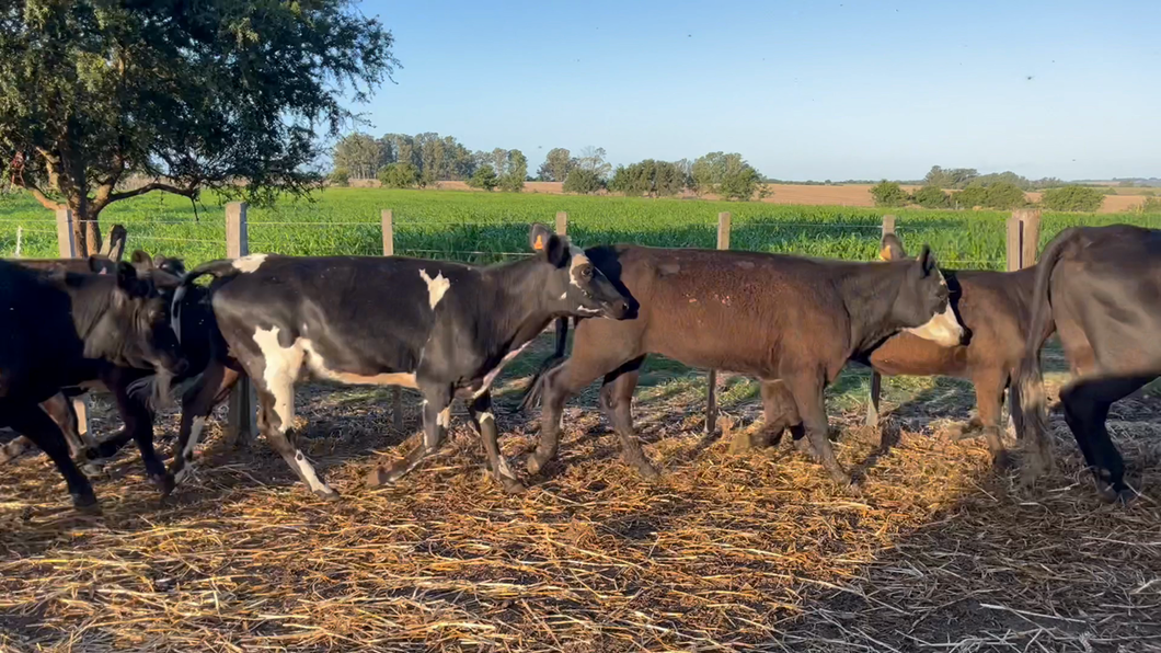 Lote VAQUILLONAS 1 a 2 AÑOS