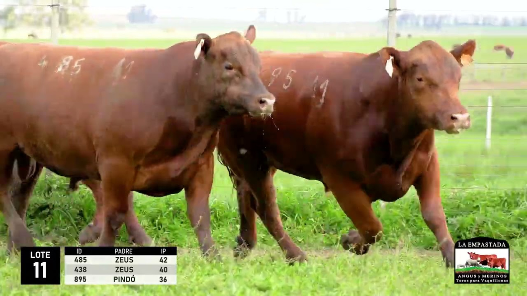 Lote 3 Toros Red Angus a remate en La Empastada - Hotel Santa Cristina, Durazno