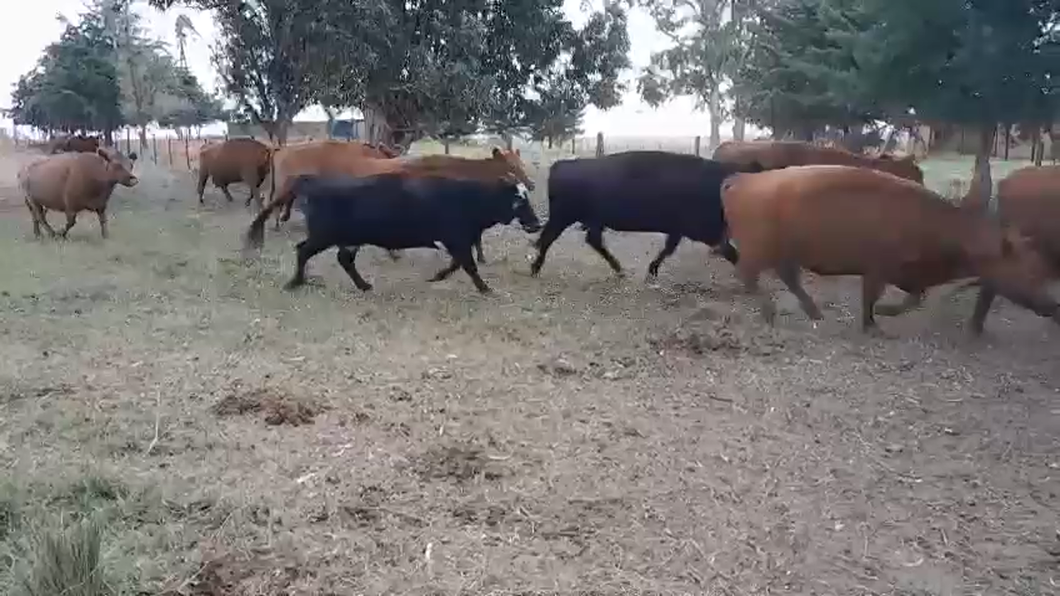 Lote 80 Vacas usadas preñadas en J.N. Fernández , Buenos Aires