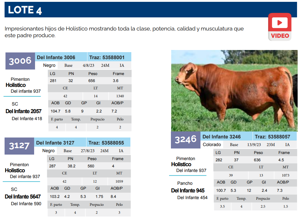Lote Lote 4
