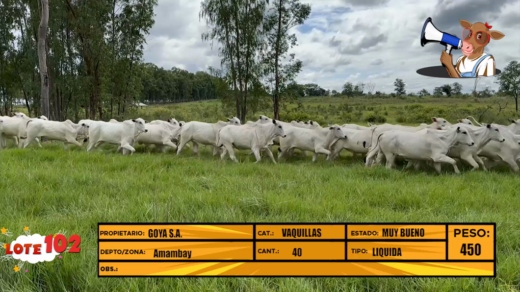 Lote LOTE 102