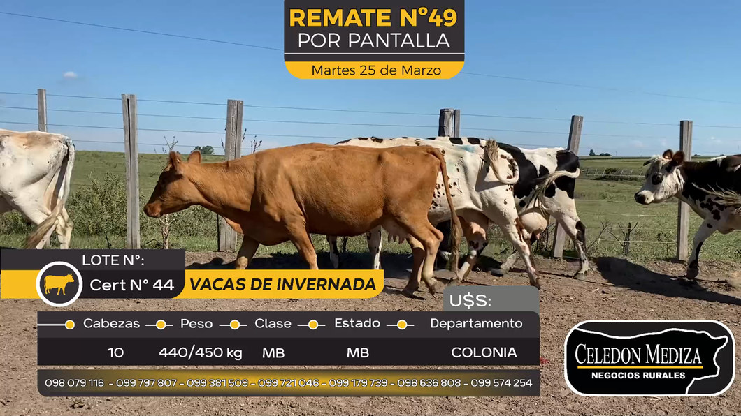 Lote 10 Vacas de Invernada en La Horqueta, Colonia