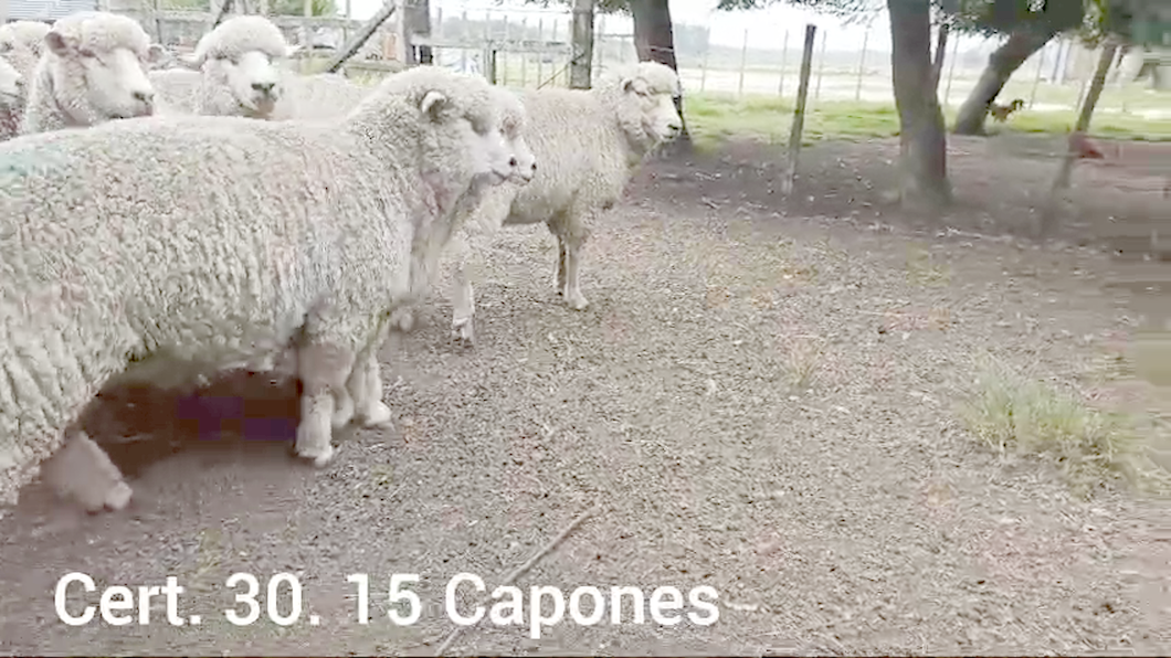 Lote CAPONES