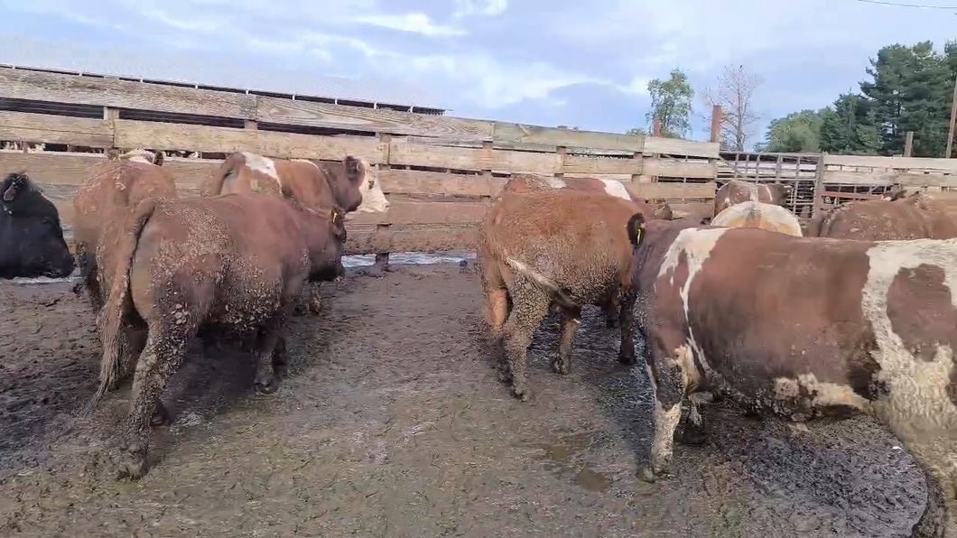 Lote 20 Novillo Gordo en Los Ángeles, VIII Región Biobío