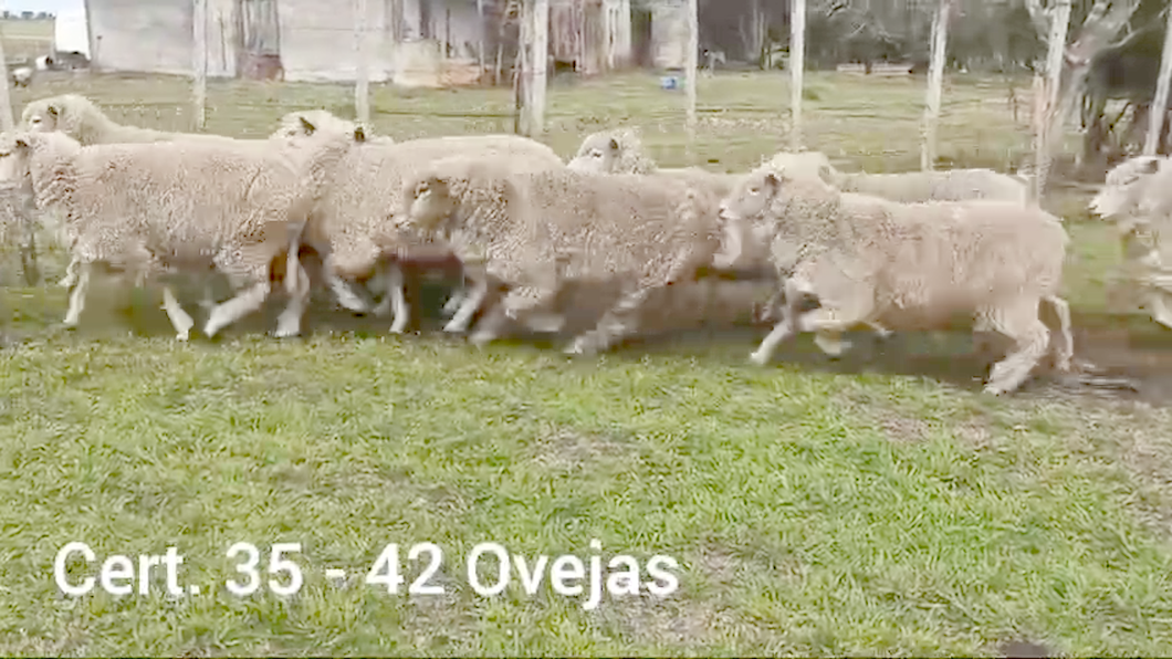 Lote OVEJAS