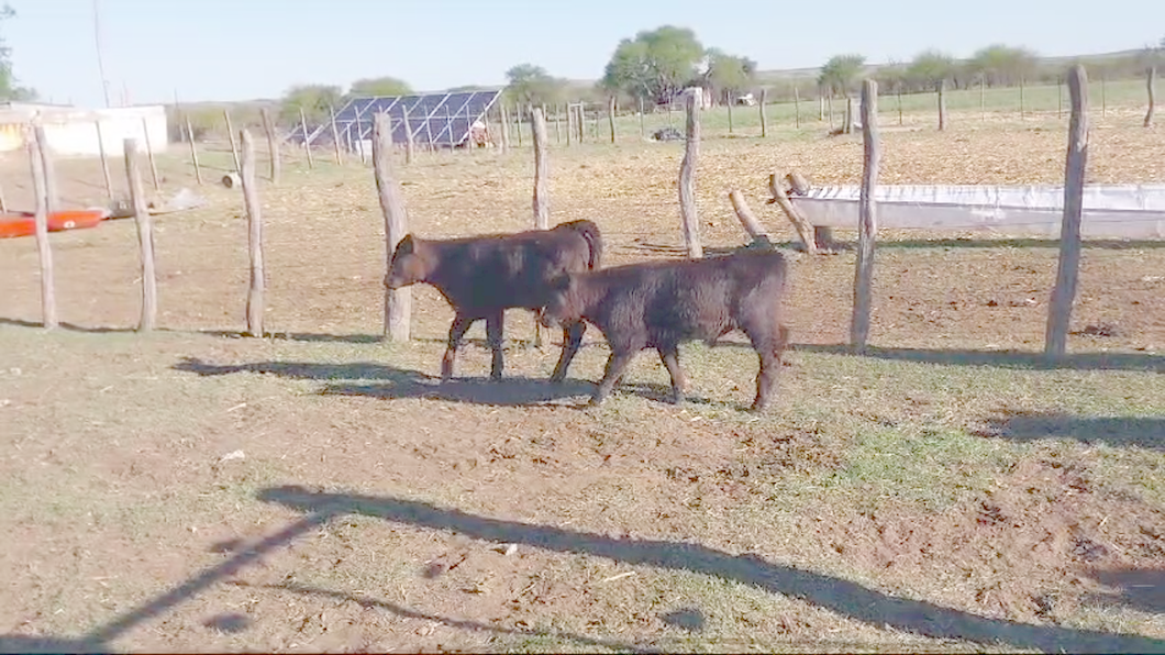 Lote 40 Vacas nuevas C/ cria