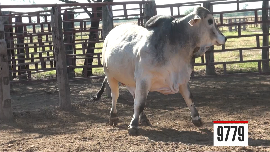 Lote Brahman