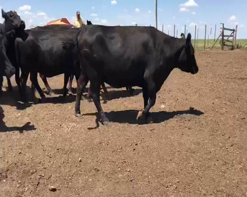 Lote 27 Vacas Angus Nuevas Preñadas, en De La Garma, PBA.-