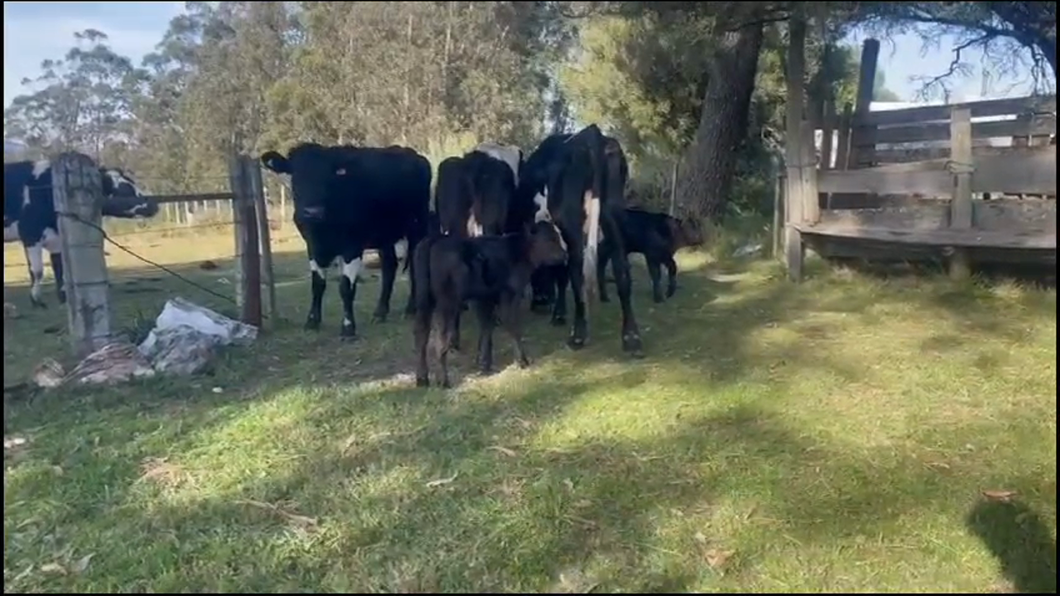 Lote 8 Piezas de cría Normando a remate en Pantalla Camy  450kg -  en A 20 km de Minas