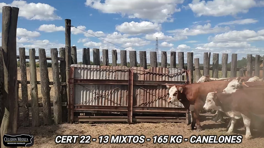 Lote 13 Terneros y Terneras en Canelones