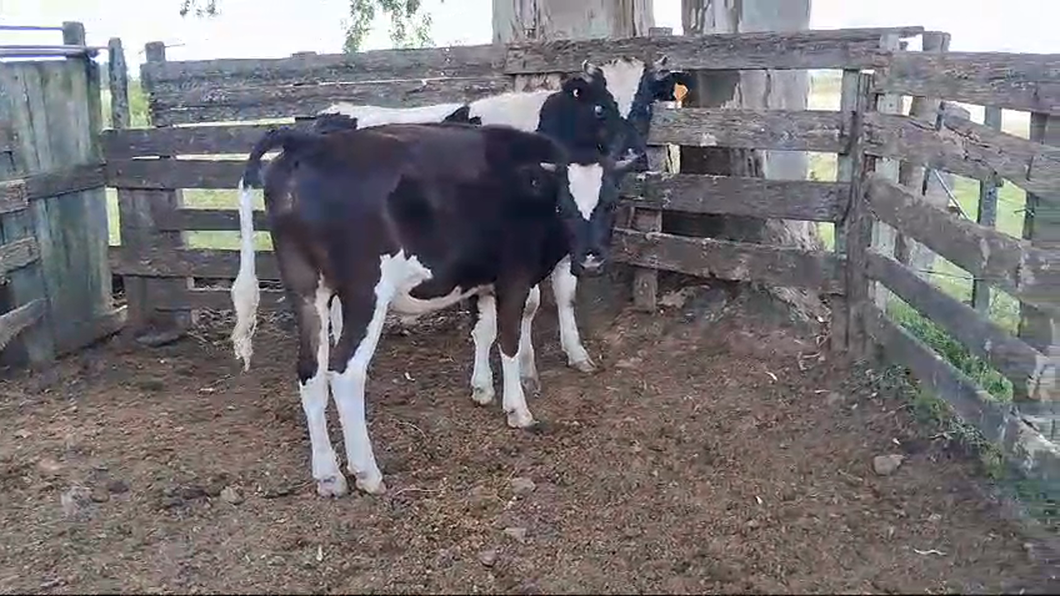 Lote 9 Novillos Holando a remate en Ultima Pantalla del Año - Escritorio Camy en Ruta 3 Km 120