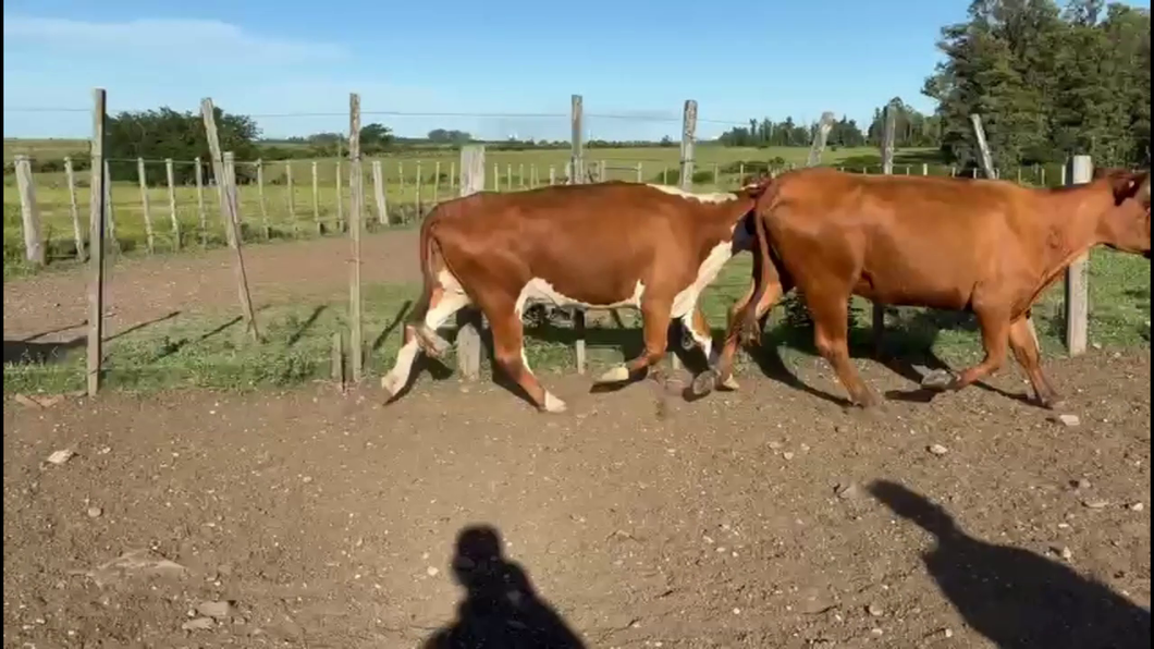 Lote VACAS DE INVERNADA