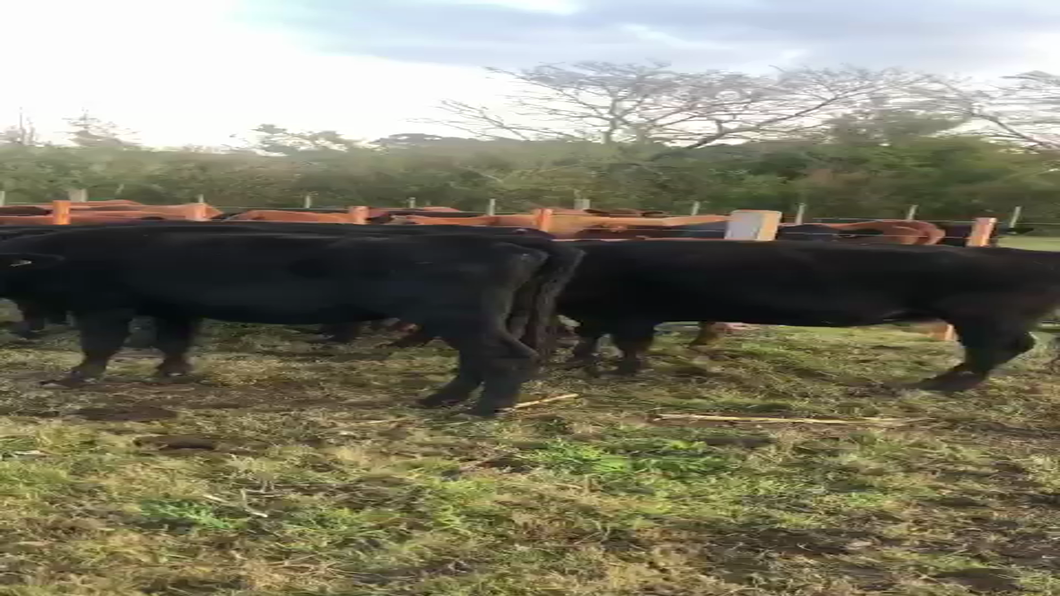Lote 7 Vacas de Invernada ANGUS Y CRUZAS a remate en PANTALLA CAMY 330kg - , San José