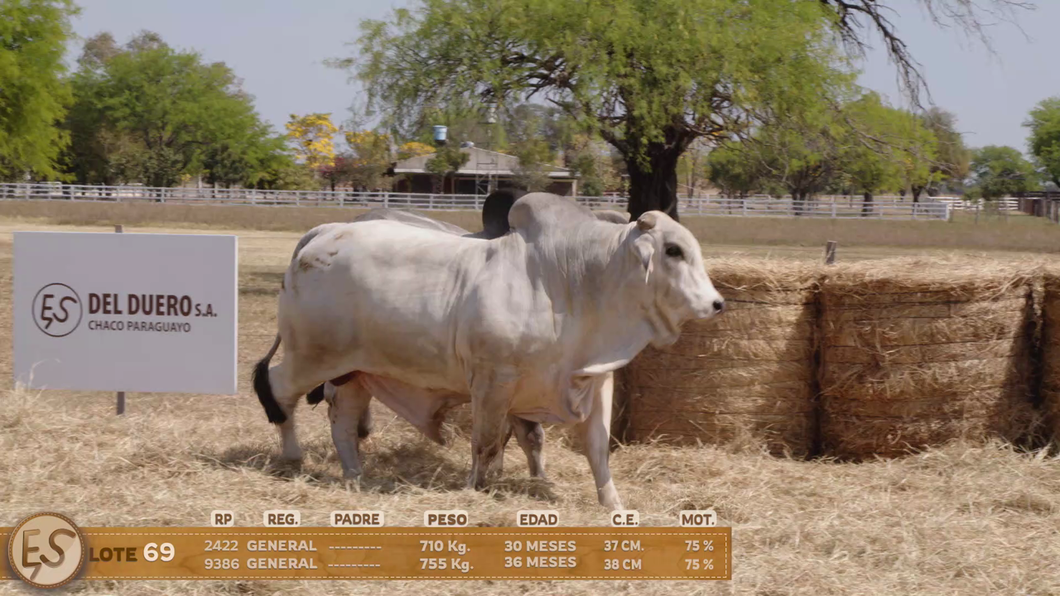 Lote Toro