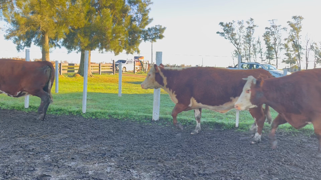 Lote VACA DE INVERNADA