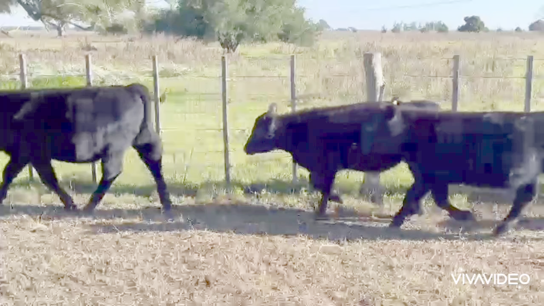 Lote 60 Terneros/as en Cañuelas, Buenos Aires