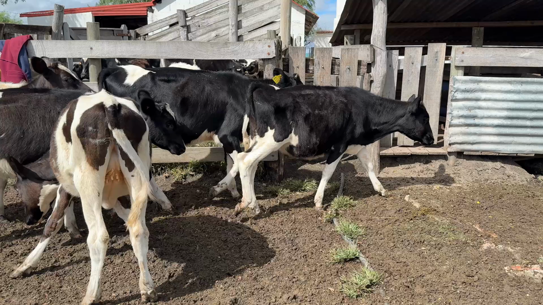 Lote TERNERAS