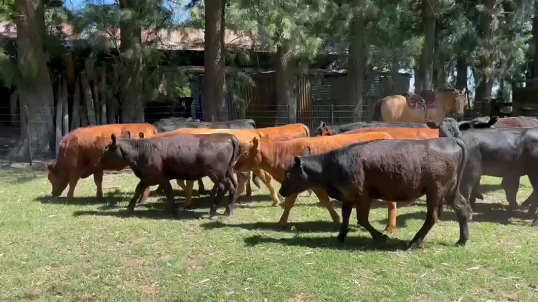 Lote 60 Terneras en Gral. Paz, Buenos Aires