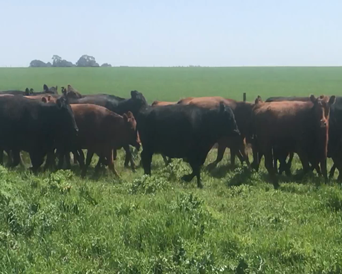Lote 67 Vacas nuevas C/ gtia de preñez en Coronel Suarez, Buenos Aires