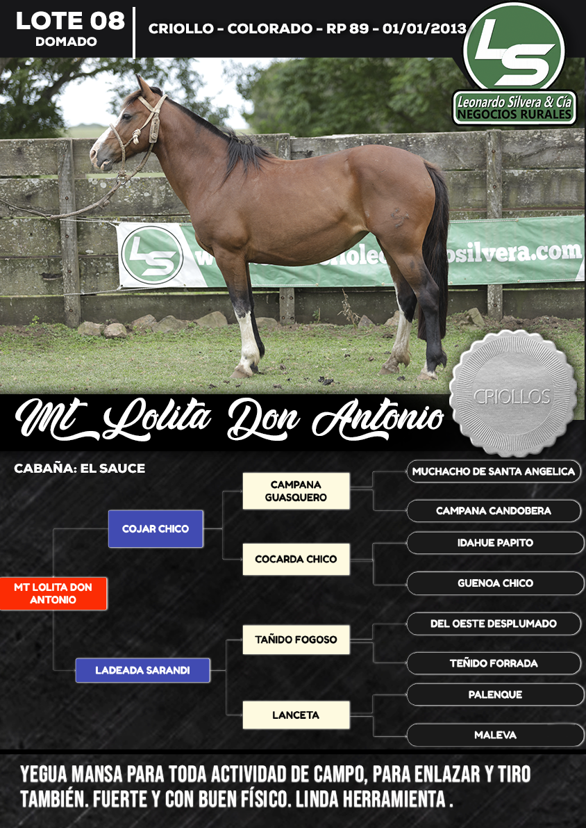 Lote MT LOLITA DON ANTONIO