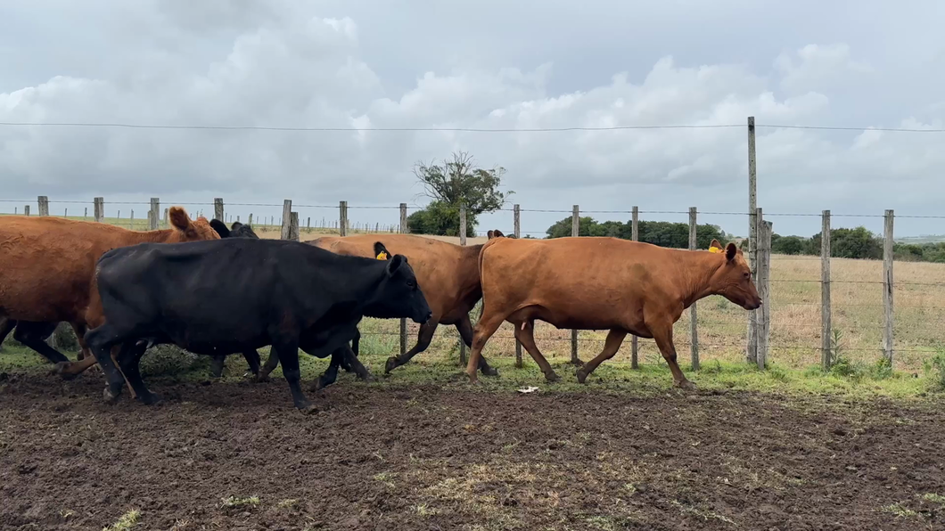 Lote PIEZA DE CRIA